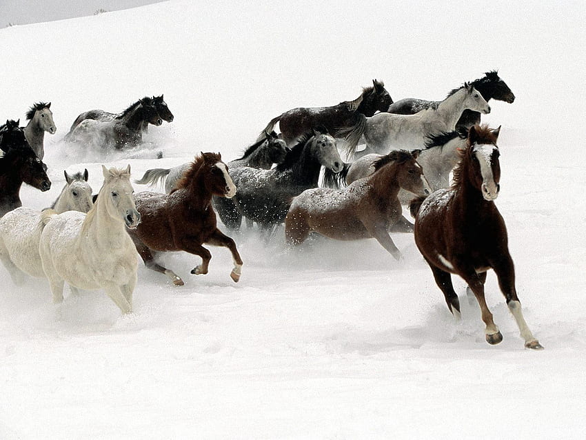 動物, 馬, 雪, 群れ, 逃げる, 走る 高画質の壁紙