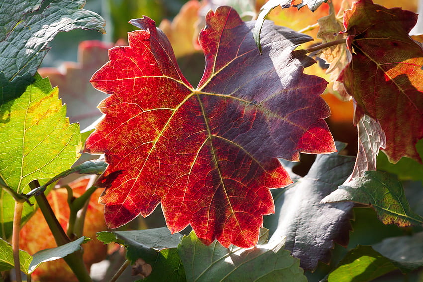 自然, 秋, ブドウ, 枝, シート, 葉 高画質の壁紙