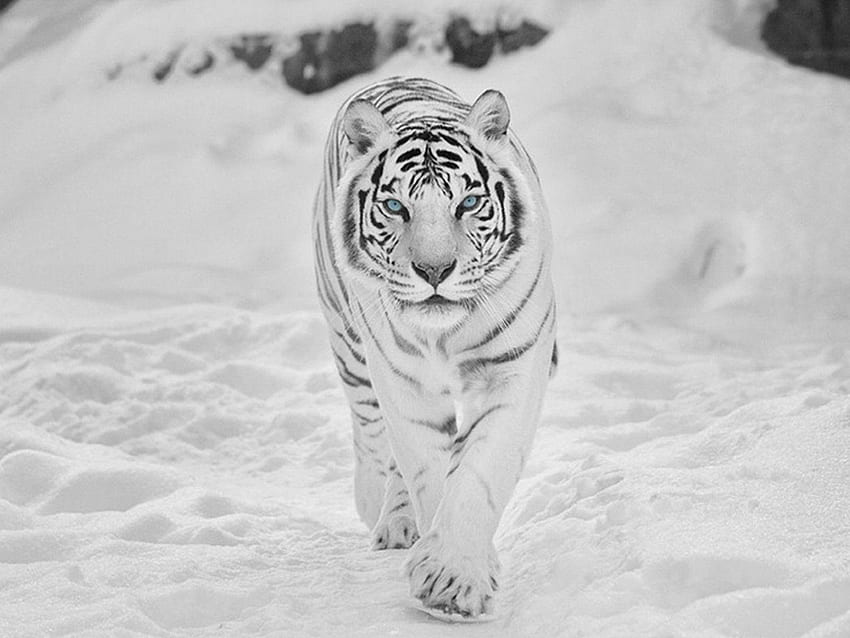 Tigre blanc, tigre de glace Fond d'écran HD