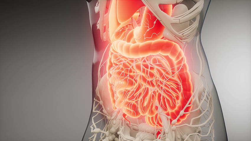 human digestive system parts and functions Motion Background HD wallpaper