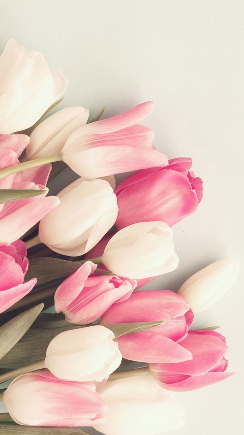 Tulipan Różowy I Biały - I Tło Tapeta na telefon HD