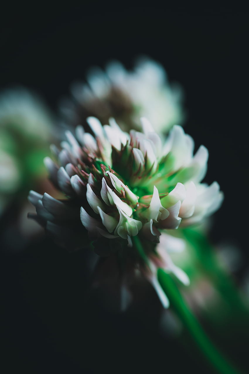 Blume, Makro, Nahaufnahme, Klee, Blütenstand HD-Handy-Hintergrundbild