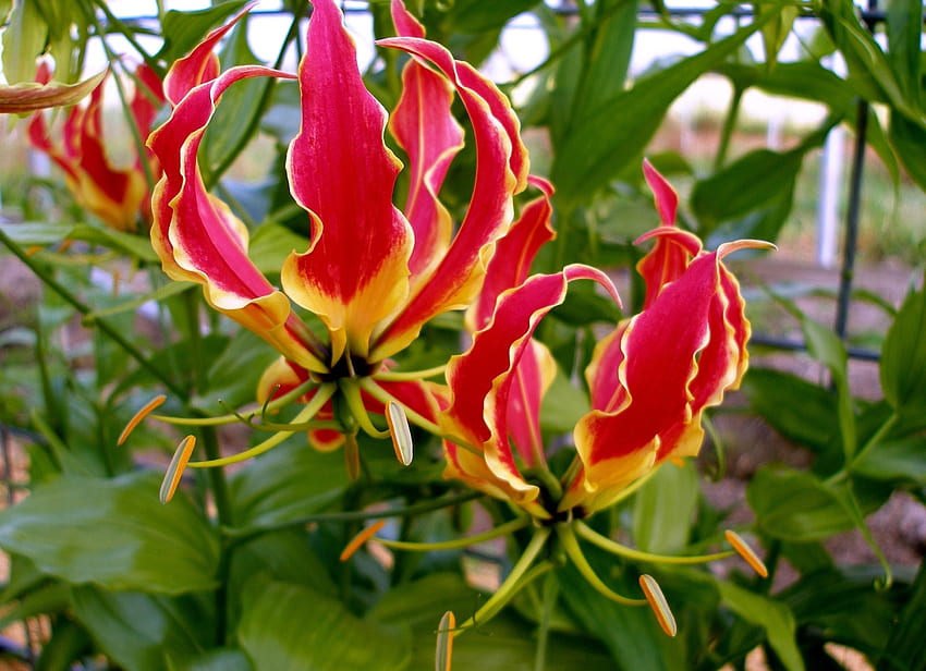 Flowers, Flower, Close-Up, Disbanded, Stamens, Glorioza, Gloriosa, Licentious HD wallpaper