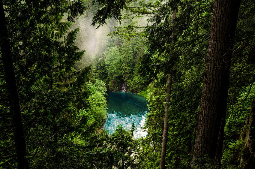 Foresta, lago, alberi verdi, natura Sfondo HD