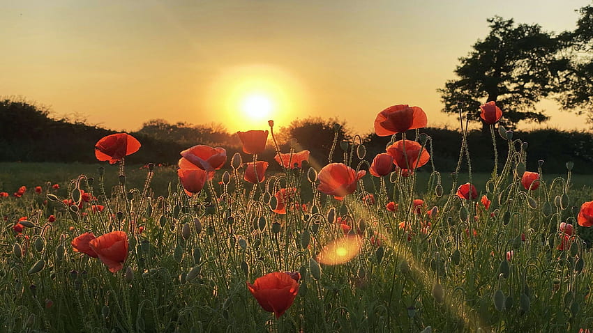 Amapolas en North Yorkshire, Reino Unido, flores silvestres, flores, árboles, cielo, sol, puesta de sol fondo de pantalla