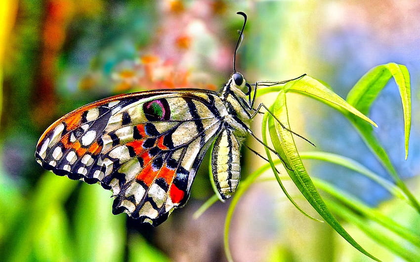 Colorful 【Butterfly】, Pastel Flowers Butterflies HD wallpaper