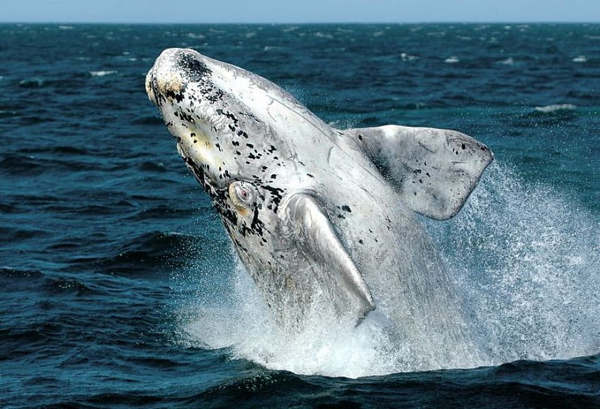 UNA BALLENA DE DIFERENTE COLOR, animal, ballena, color, mamífero, océano fondo de pantalla