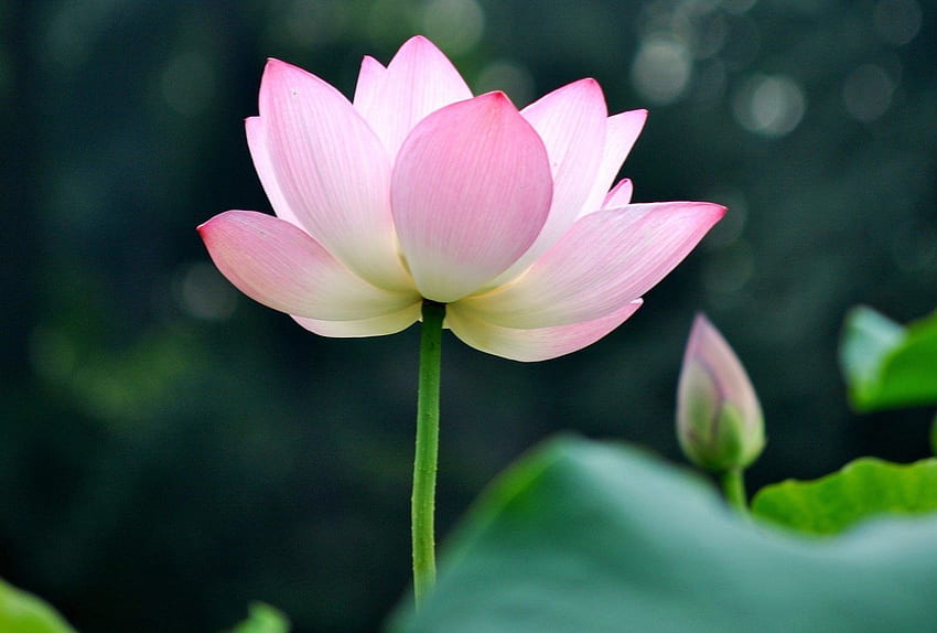 Flowers: Flower Pink Lovely Leaves Green Lotus HD wallpaper