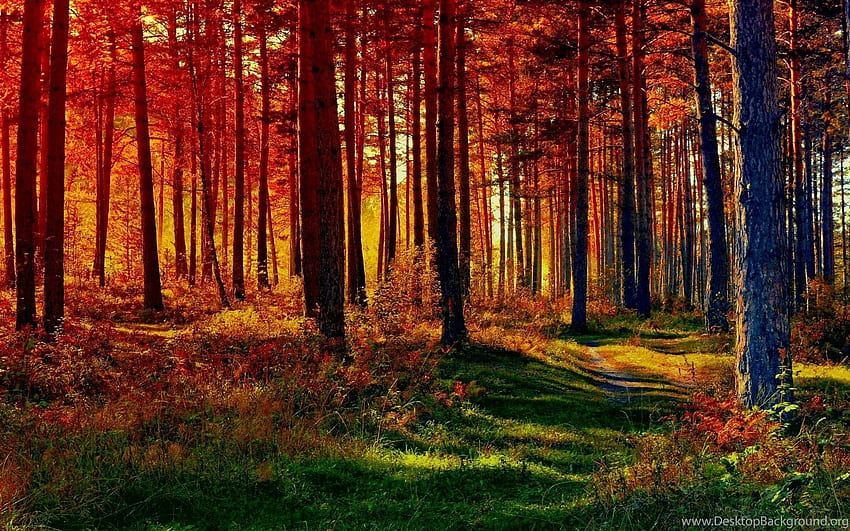 Fall Forest Nature Path 1596 - Forest Path . Background, Autumn Forest ...