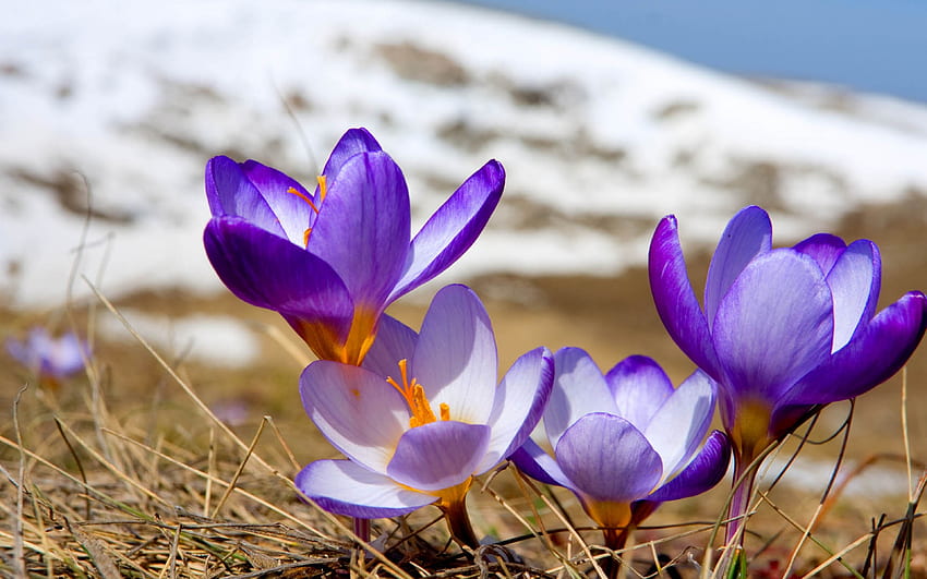Krokus im Schnee, Lila, Frühling, Blütenblätter, Blüten HD-Hintergrundbild