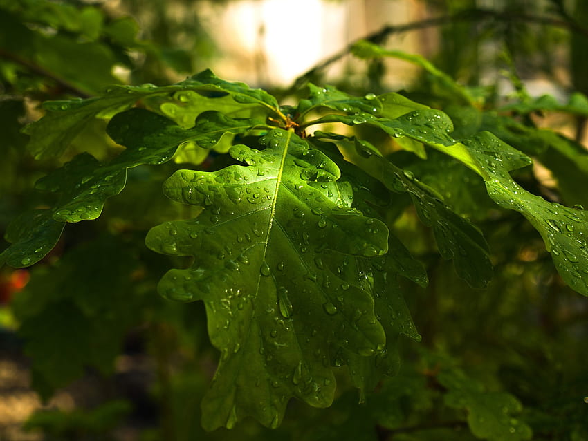 Oak Leaves, green HD wallpaper