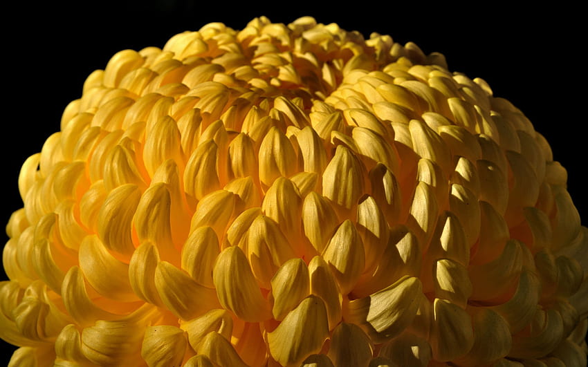 Chrysanthemum, Flower, Macro HD wallpaper