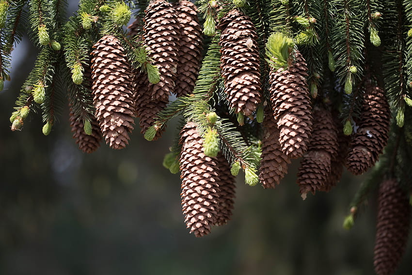 Nature, Cones, Branches, Spruce, Fir, Needles, Thorns, Prickles HD wallpaper