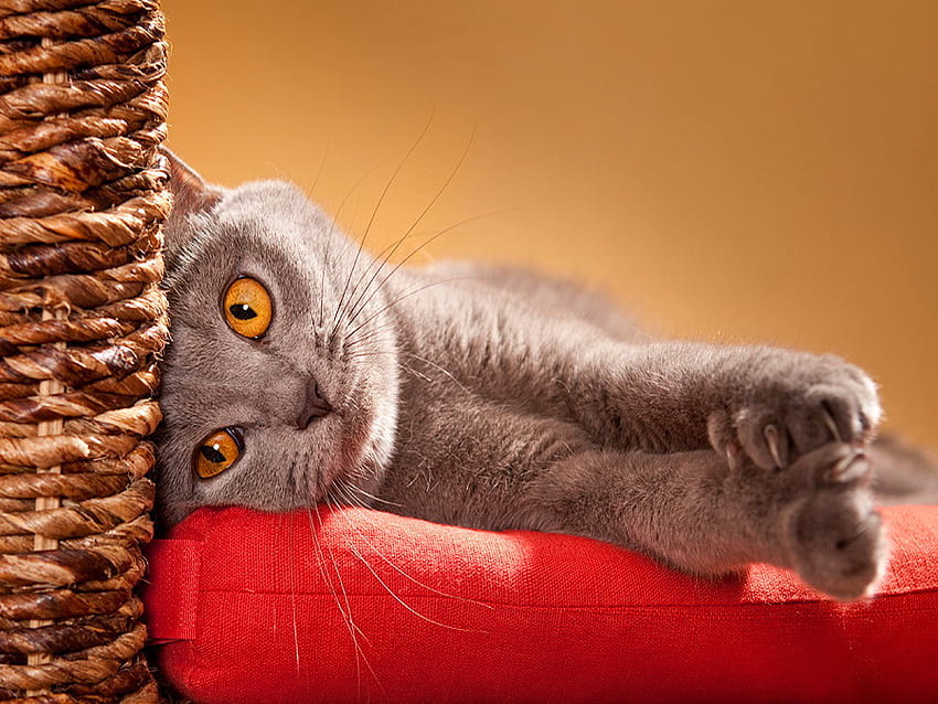 Lazy cat, kitten, sweet, kitty, cute, cat, fluffy, lazy, brown, red, adorable HD wallpaper