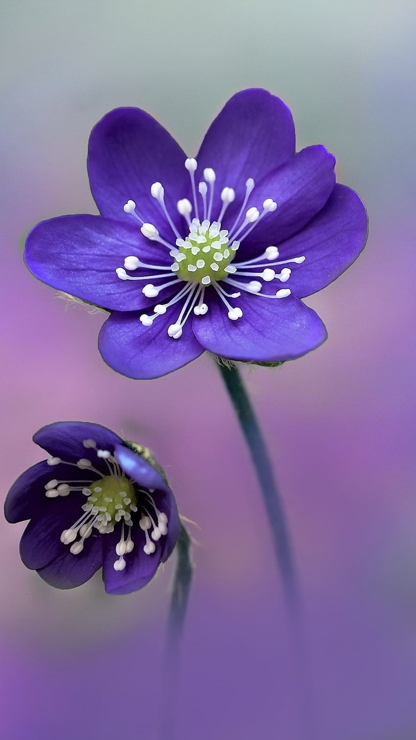 Purple Flowers, Beautiful Flowers HD phone wallpaper