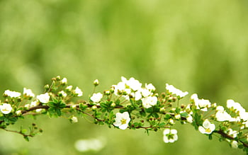 Hoa xuân (Spring flowers): Hãy cùng đắm mình vào không gian thơ mộng của mùa xuân với hình ảnh đầy sắc hoa rực rỡ. Vẻ đẹp của những đóa hoa xuân sẽ khiến bạn cảm nhận được sự tươi mới và đầy sức sống của mùa xuân.