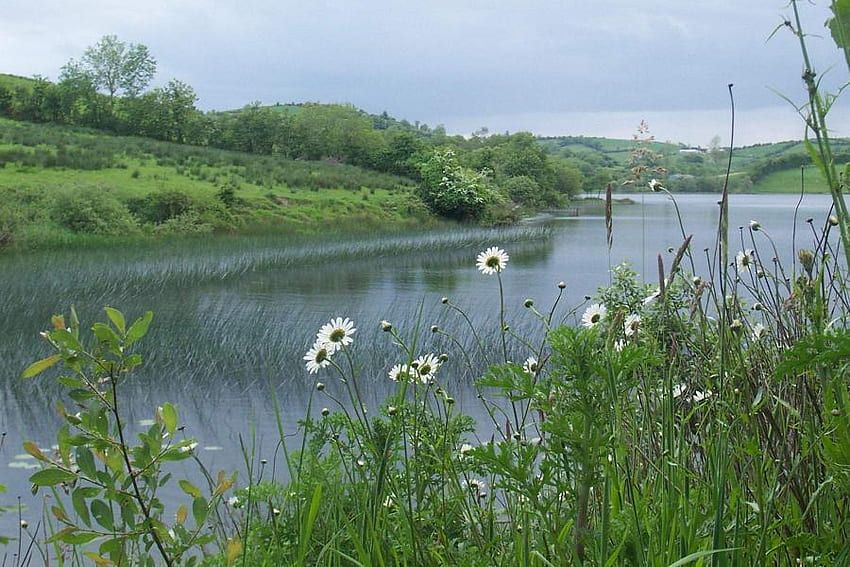 peaceful river, river, landscape, view, nature, flowers HD wallpaper