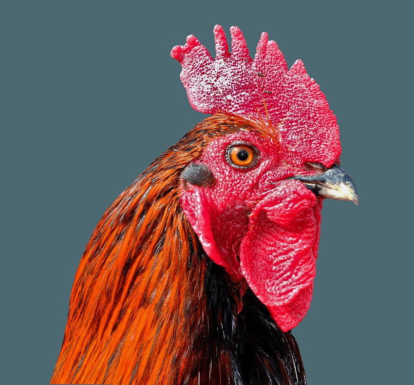 Background Cock Bird Poultry - Rooster - - teahub.io HD wallpaper
