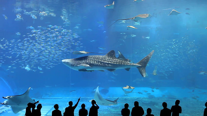 Okinawa Churaumi Aquarium, Japanese Aquarium HD wallpaper