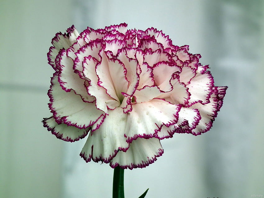 Beauty of Double Shaded Carnation flower – Trap HD wallpaper