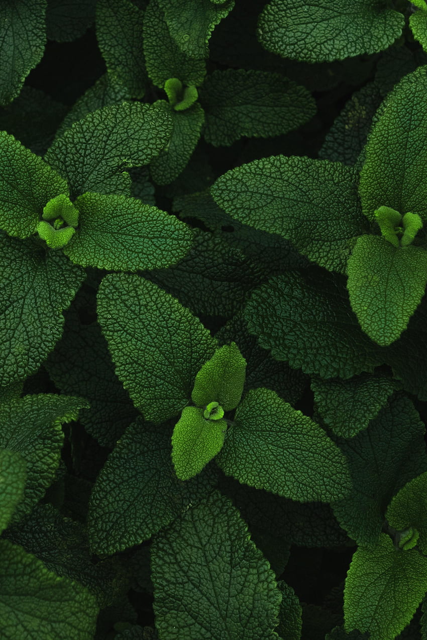 Nature, Leaves, Plant, Veins, Mint HD phone wallpaper