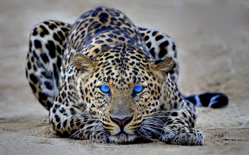 Leopard blue eyes HD wallpapers