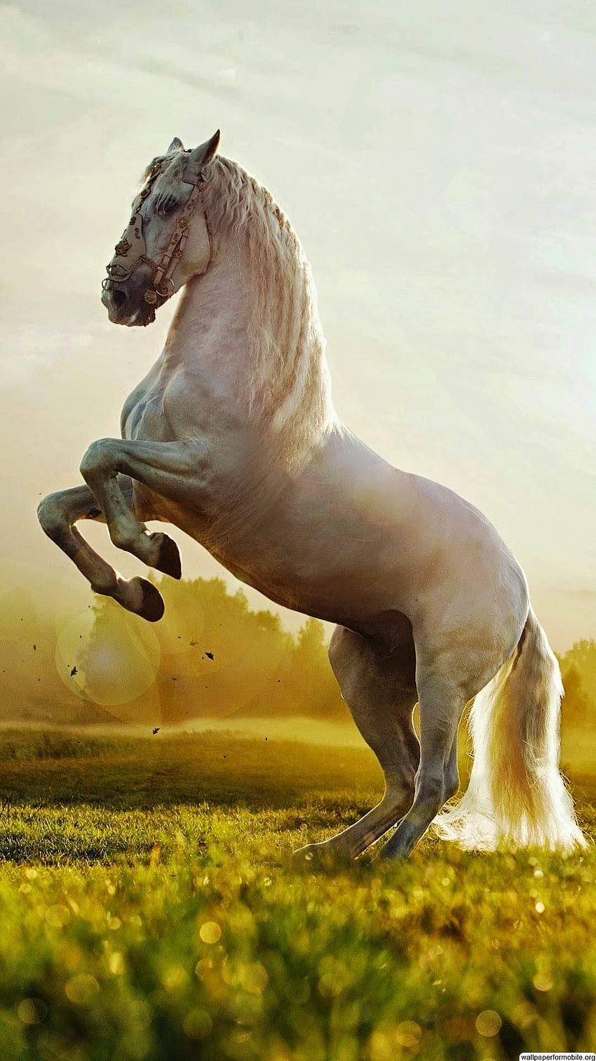 Horse For Mobile - Horse Phone HD phone wallpaper | Pxfuel
