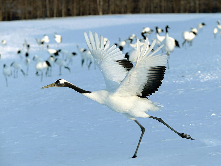 Animals, Snow, Bird, Flight, Flock, Stork HD wallpaper
