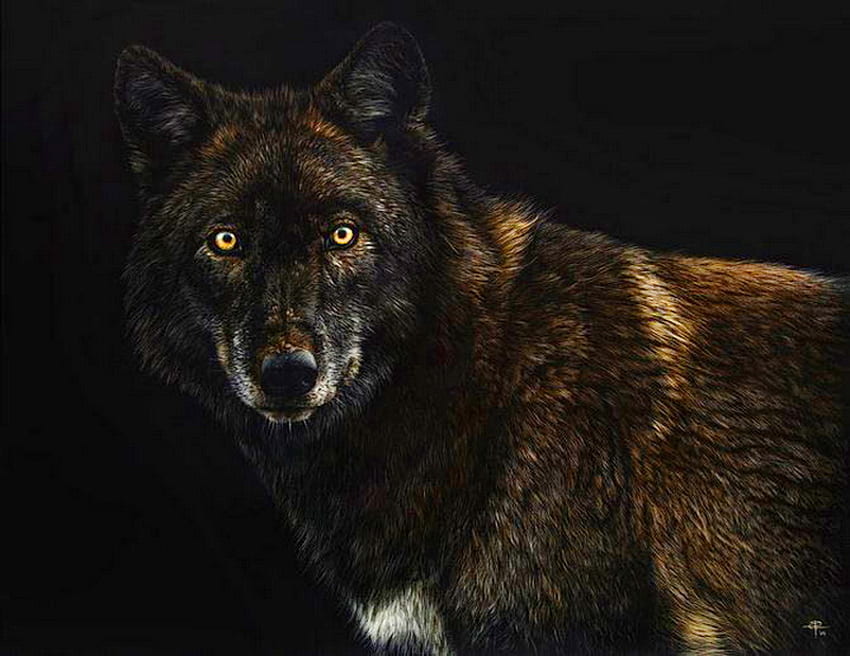 Alpha, black, brown, grey, wolf, male HD wallpaper