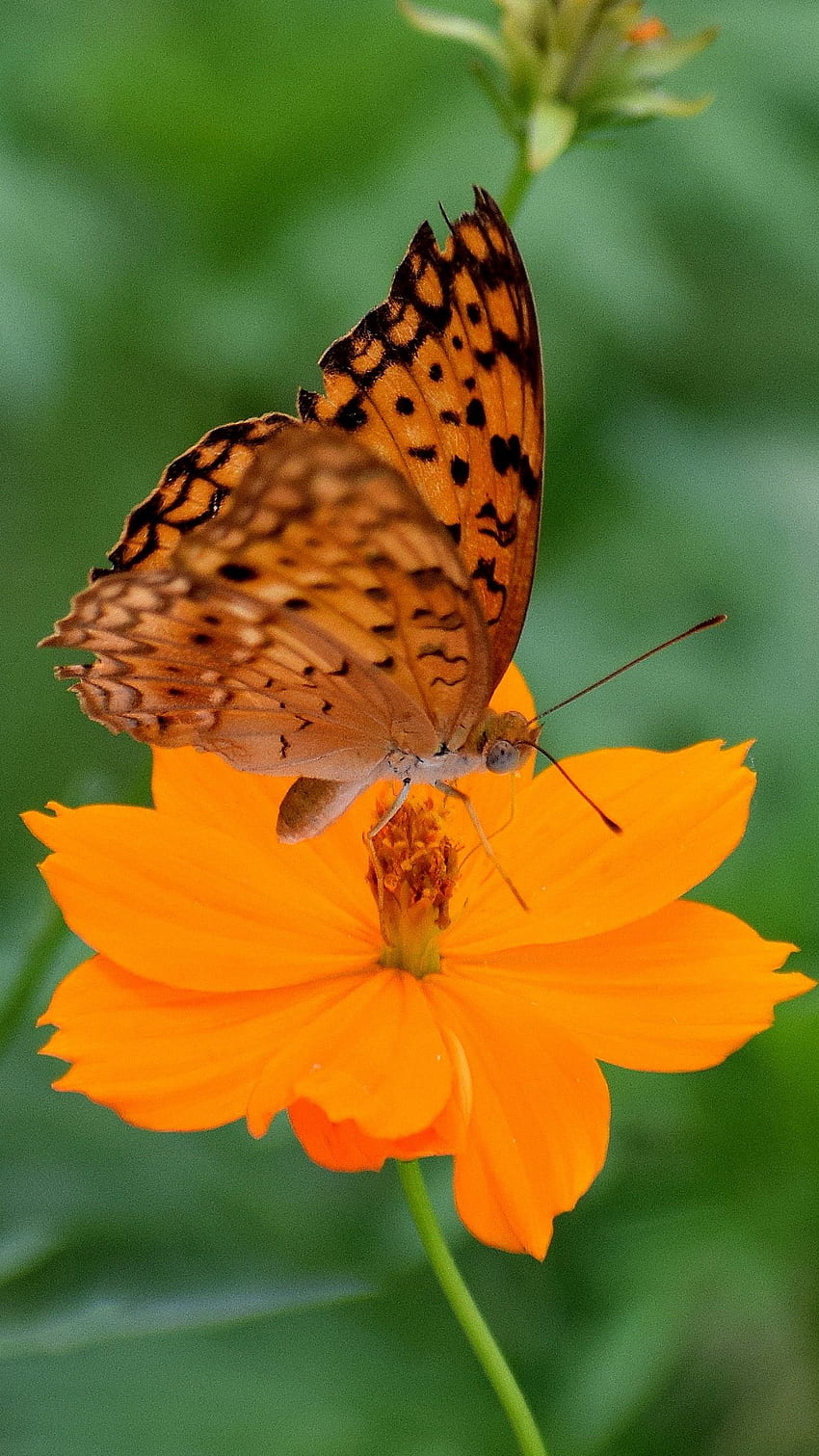 Пеперуда върху жълто цвете, жълто цвете, пеперуда, цвете, жълто, природа HD тапет за телефон