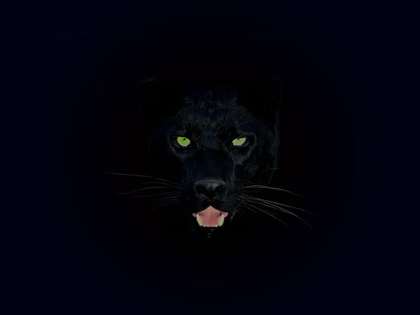 Black Panthers, Dar HD wallpaper