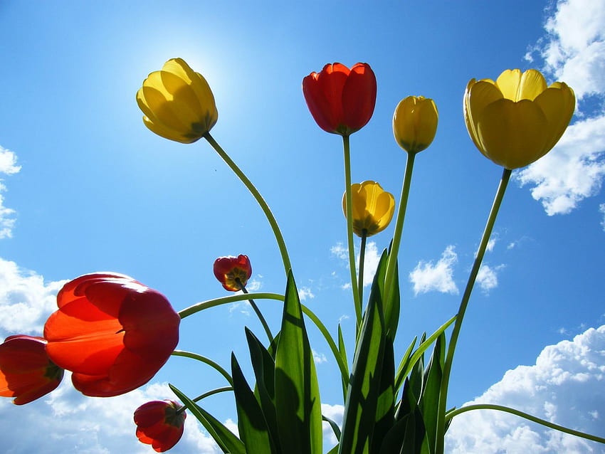 skyful tulips, skyful, tulips HD wallpaper