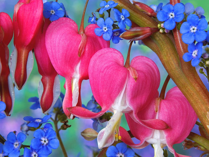 Sceneria – zawiera krwawiące serce kwiaty, odpowiednie dla każdego zakochanego!. Świat Tapeta HD
