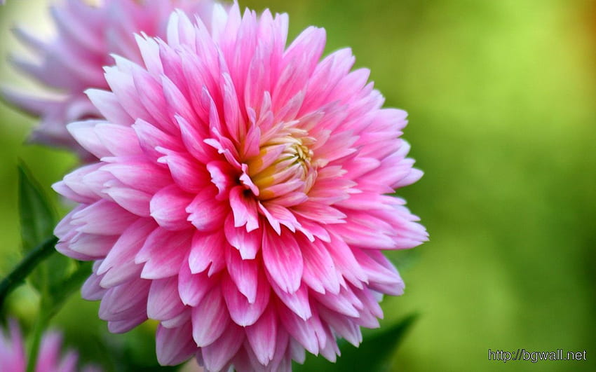 Colorful Dahlia Flowers – Background HD wallpaper