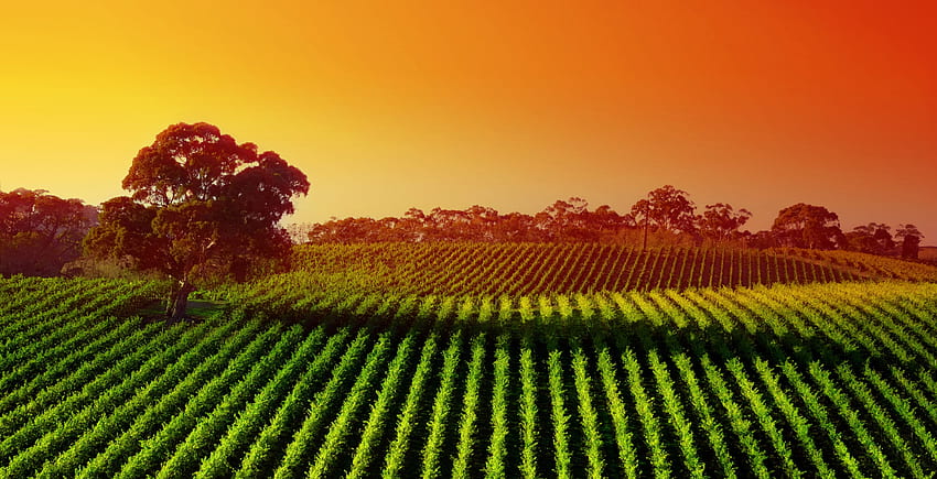 Vineyard, Sunset, Agriculture, Landscape, , Nature, Digital Agriculture HD wallpaper
