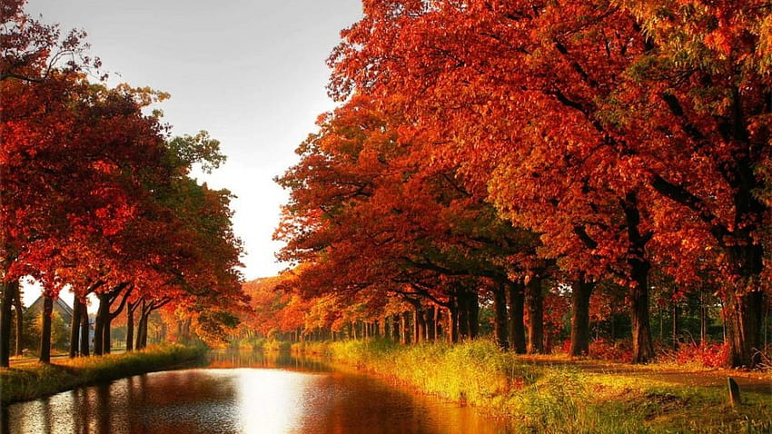 Maple trees autumn red leaves canal river forest [] Need HD wallpaper