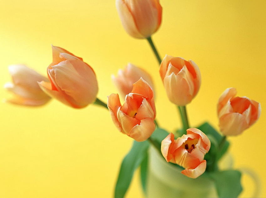 tulip oranye, anggun, cantik, ikat, tulip, oranye Wallpaper HD