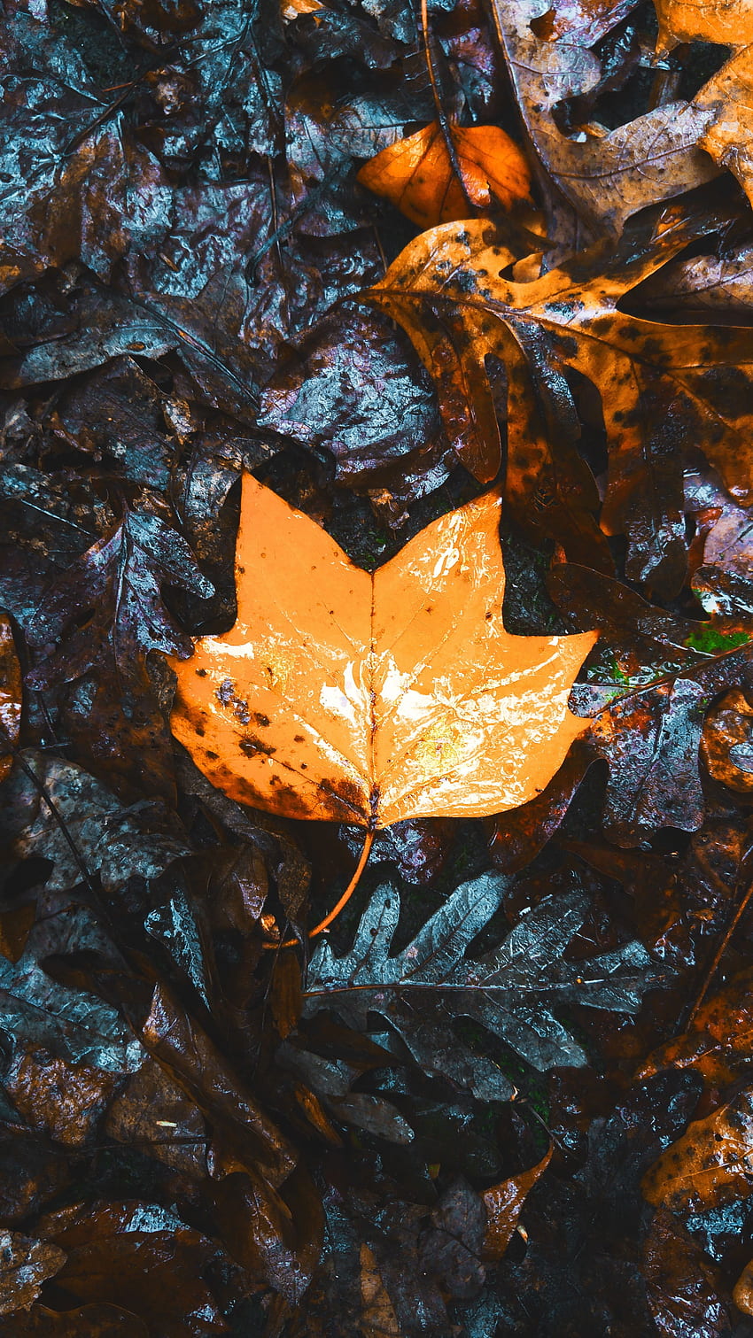 자연, 가을, 나뭇잎, 젖은, 마른, 단풍나무 HD 전화 배경 화면