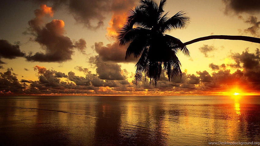 Pantai Awan Laut Langit Matahari Terbit Pohon Hangat Latar Belakang Wallpaper HD