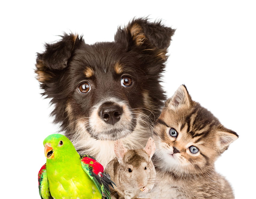 Mascotas, perro, gatito, animal, pájaro, lindo, gato, pisica, cachorro, verde, mascota, papagal, loro, caine fondo de pantalla
