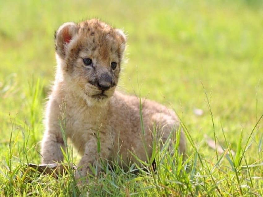 아기 사자, 야생 동물, 아기, 귀여운, 고양이, 사자 HD 월페이퍼