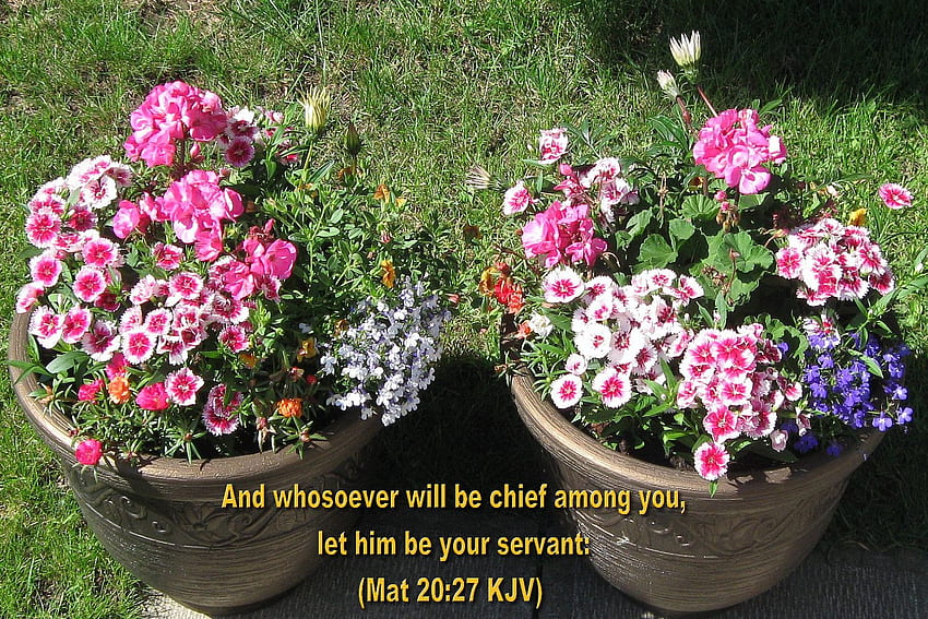 Inspirational , BIBLE VERSES, Flowers II, Spring Bible HD wallpaper