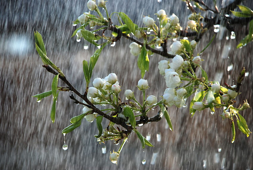 Early Spring Rain, Rainy Spring HD wallpaper