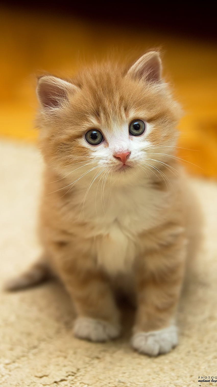 귀여운 아기 고양이, 아기 순진한 귀여운 고양이, 사랑스러운 고양이 HD 전화 배경 화면