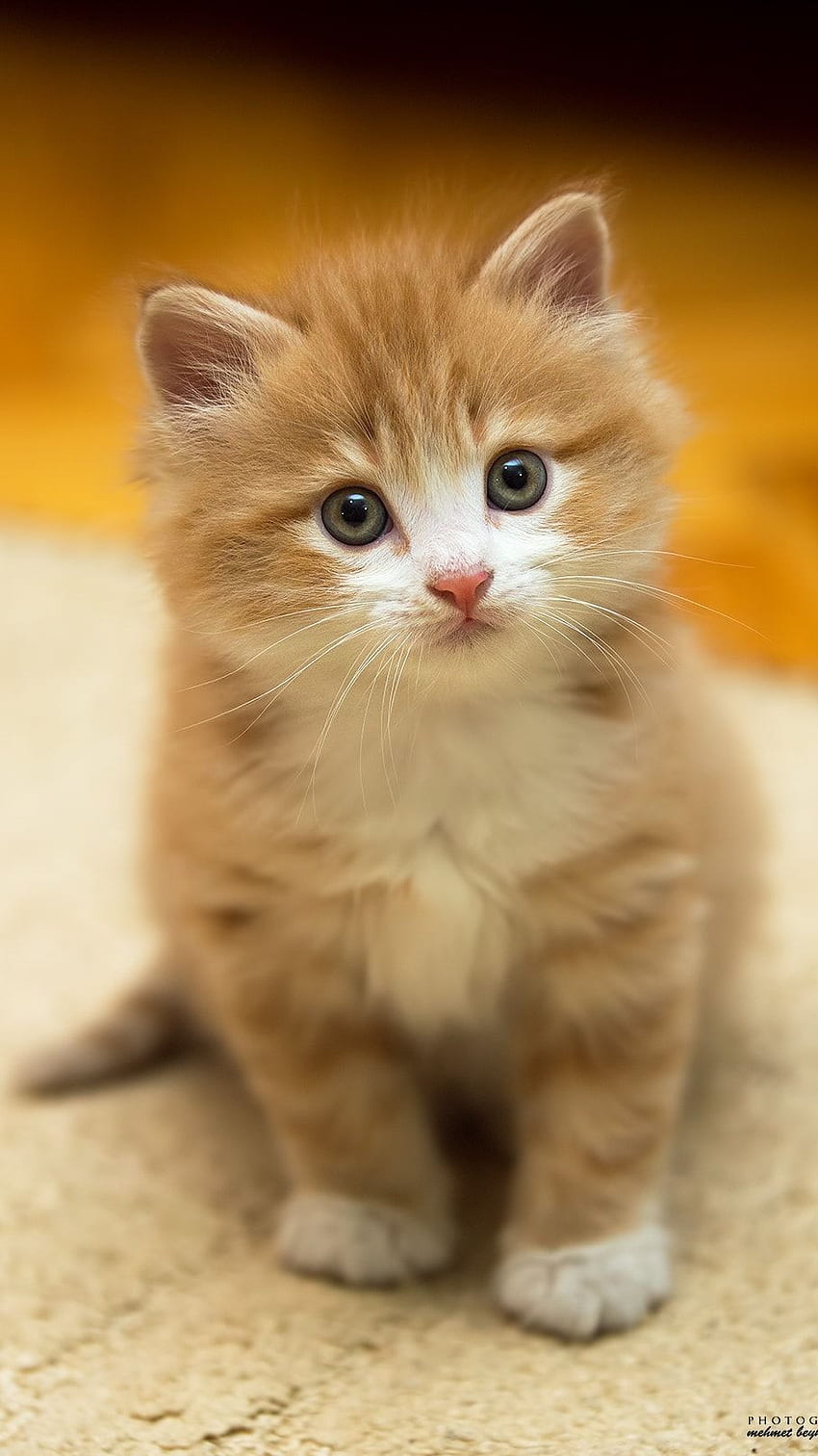 Gato lindo del bebé, gato lindo inocente del bebé, gato adorable fondo de pantalla del teléfono