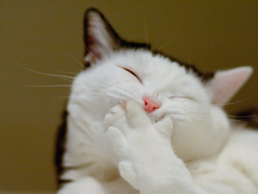 Funny cat, face, paw , Funny Cat Faces HD wallpaper | Pxfuel