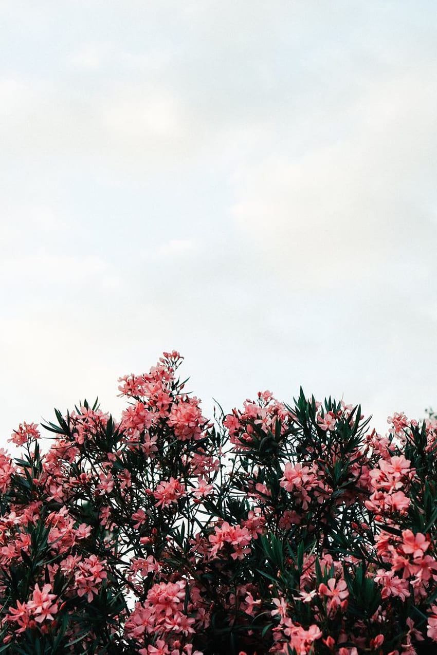 バニラシードの高タンパク質グラノーラ (ビーガン + グルテン)。 花 , 花の, 素晴らしい花, 花の茂み HD電話の壁紙