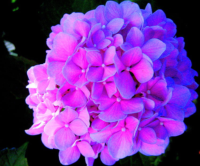 Double beauté, bleu, rose, noir, hortensia, lumière, fleur Fond d'écran HD