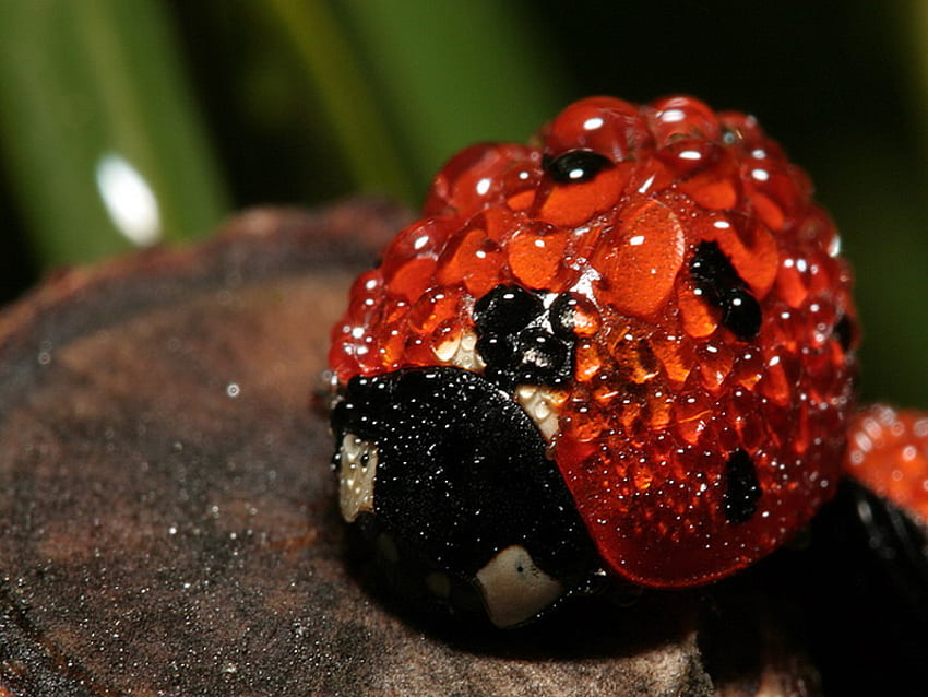 ladybug, rest, dew, red HD wallpaper