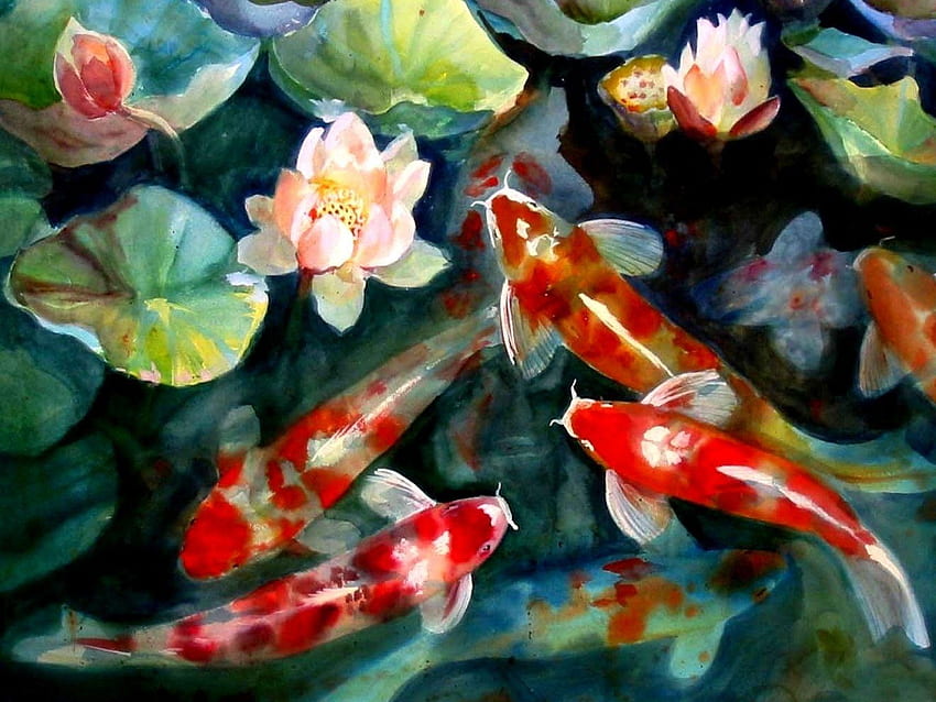 Koi Fish Background, Japanese Koi Fish Pond HD wallpaper